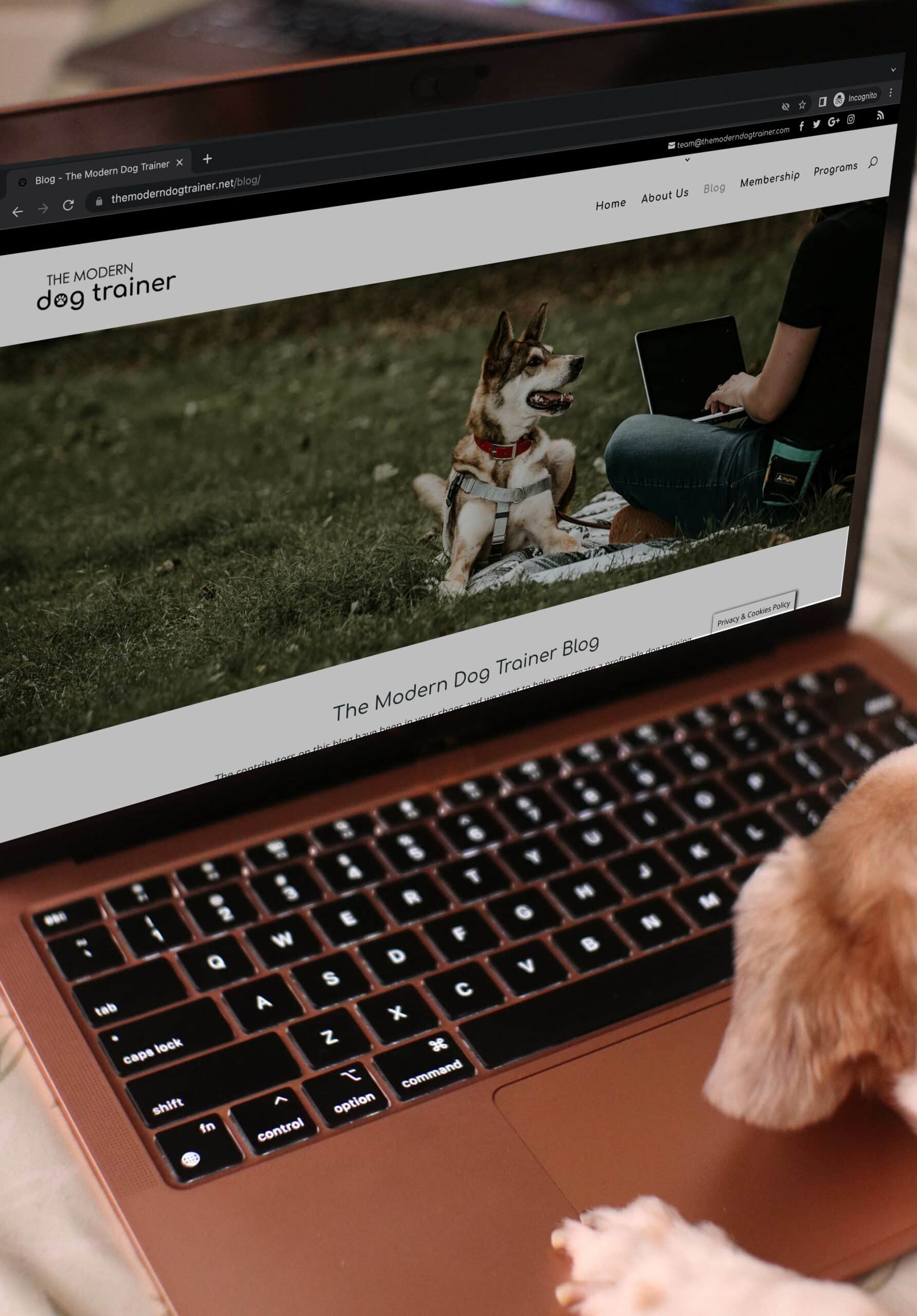 dog browsing The Modern Dog Trainer website on a laptop