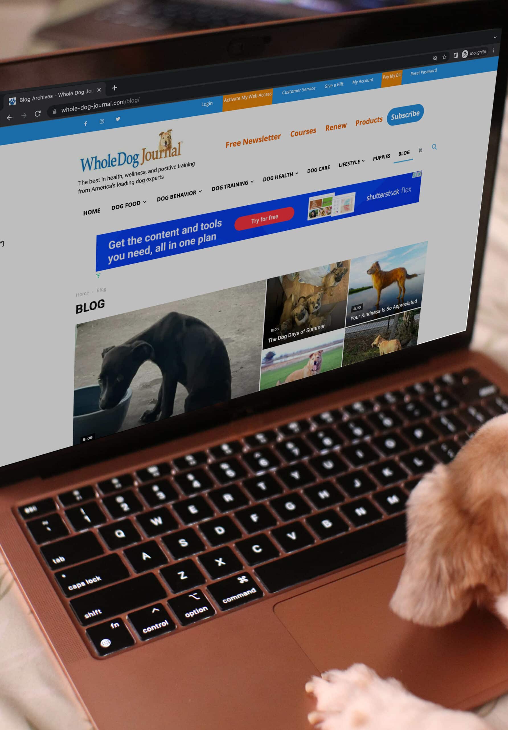dog browsing Whole Dog Journal website on a laptop
