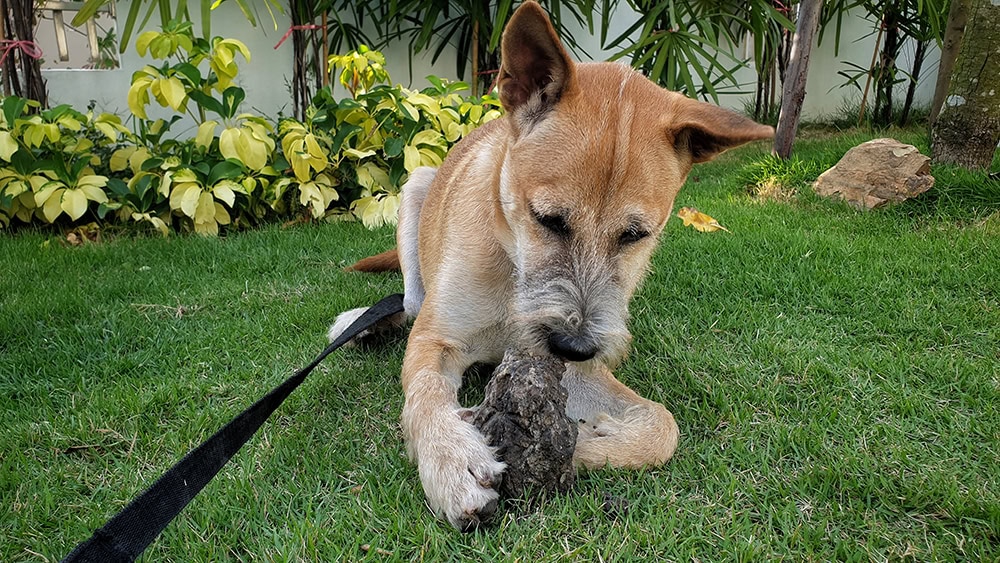 dog eating dirt
