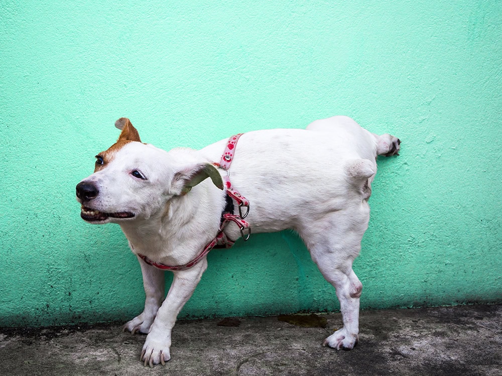 Dog peeing on painted concrete wall