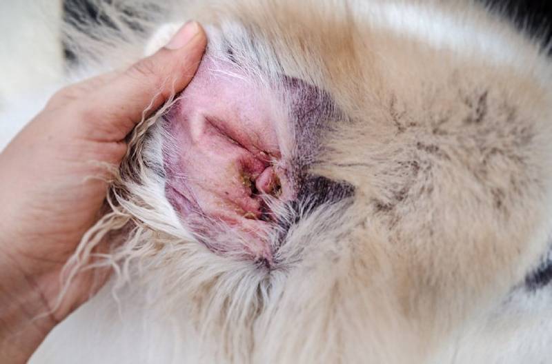 ear of a dog with yeast infection