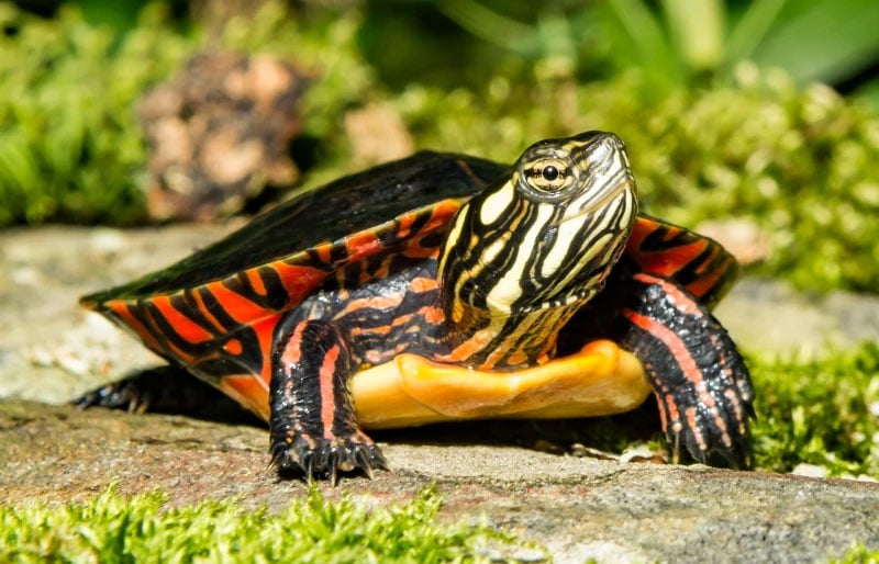 eastern painted turtle on the ground