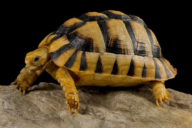 egyptian tortoise in black background