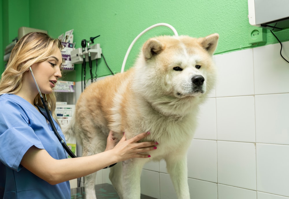 veterinarian taking care of an akita inu dog