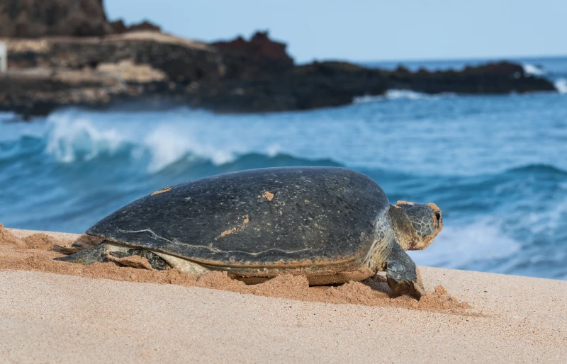 female green turtle on the beach