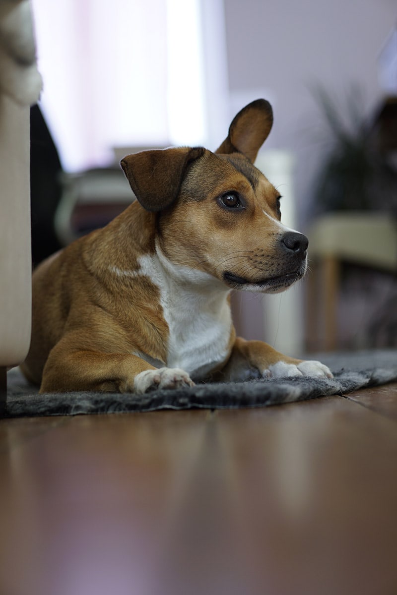 French Bulldog and Beagle mix dog on the floor