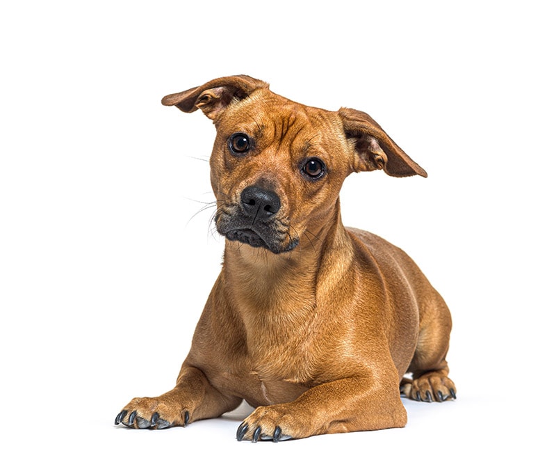 French bulldog and Dachshund mix dog on white background