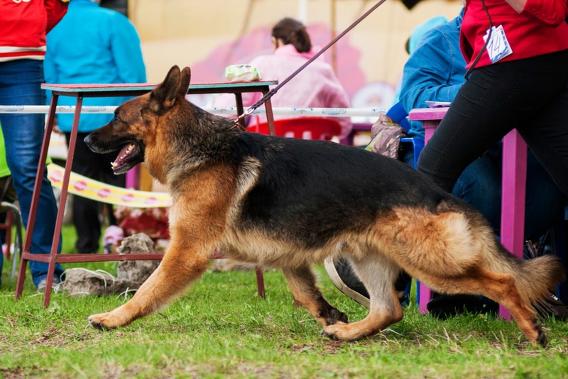 german shepherd dog in dog show
