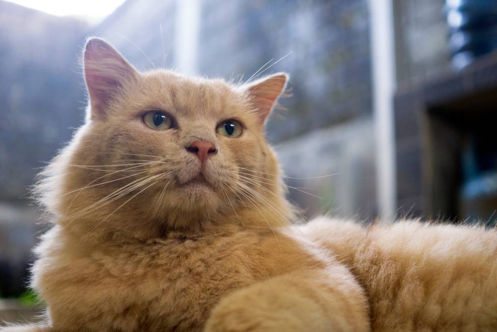 ginger turkish angora