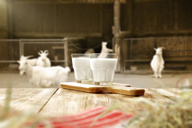 goat milk on table