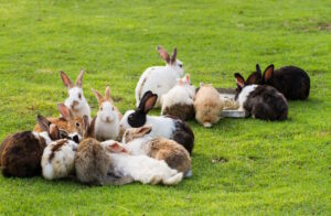 My Rabbit Is Running Around Really Fast, What Does It Mean? 8 Reasons ...