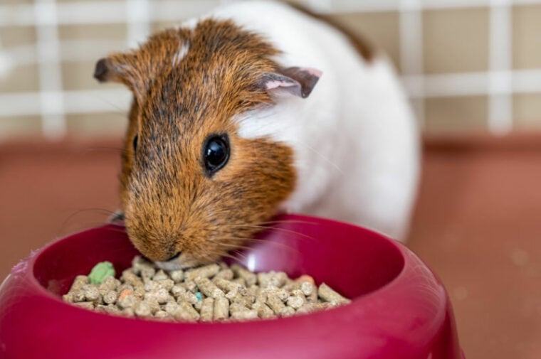 Can Guinea Pigs Eat Alfalfa Hay? Vet-Reviewed Facts & Safety Guide ...