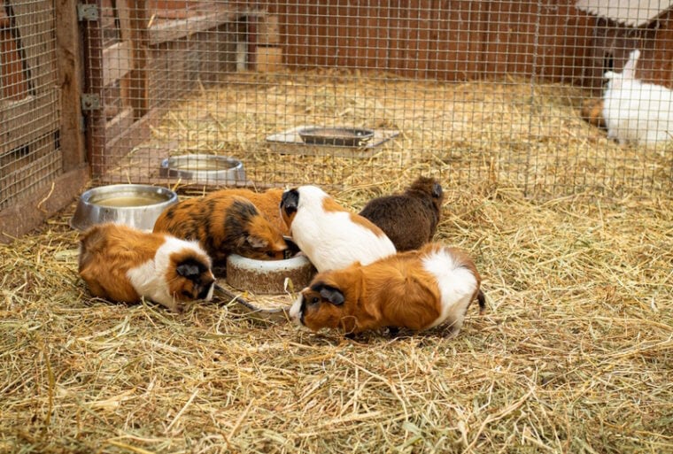 Can Rabbits & Guinea Pigs Live Together? Important Housing Facts ...