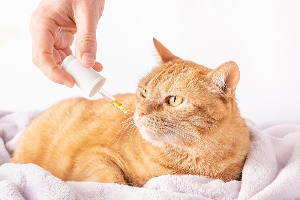 hand giving ginger cat some supplement using dropper