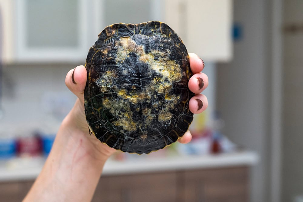 hand holding a turtle with shell rot