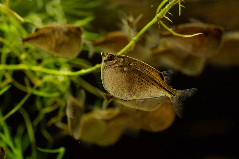 hatchetfish in aquarium