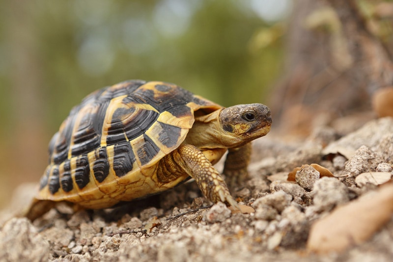 hermann turtle