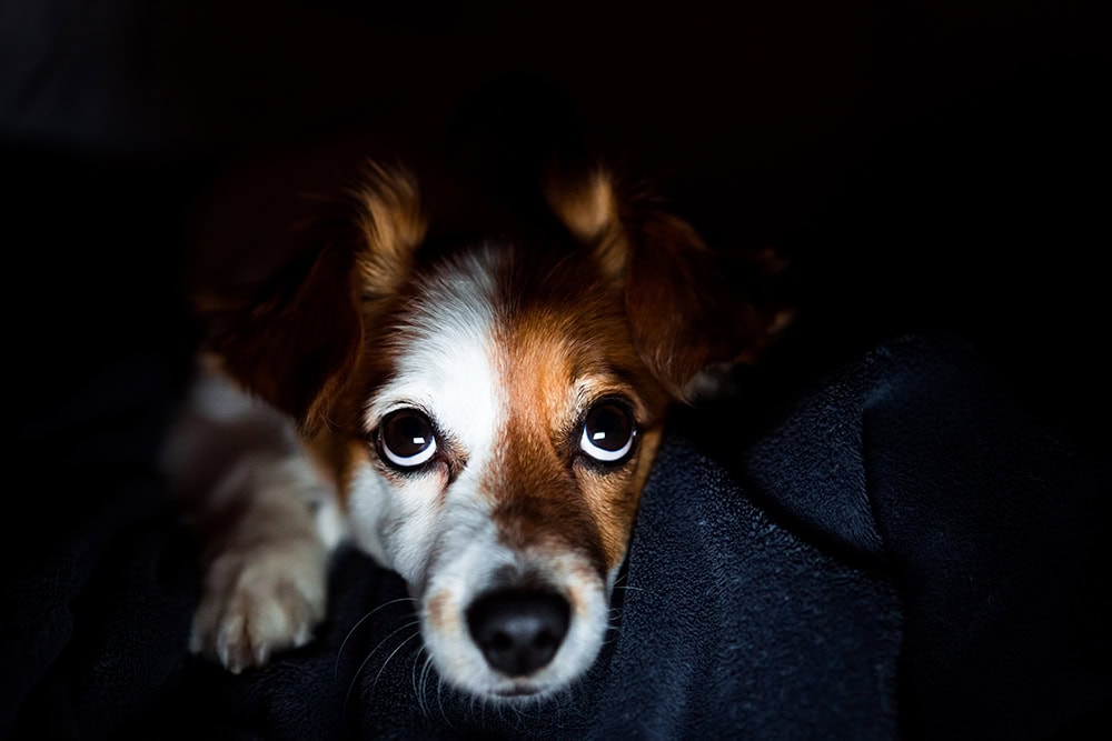 jack russell terrier dog in the dark