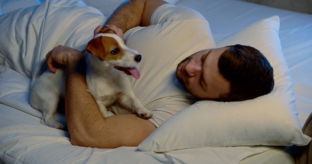 jack russell terrier dog lying with owner in bed