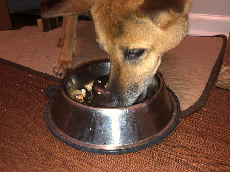 jelly eating nutricanine chicken recipe