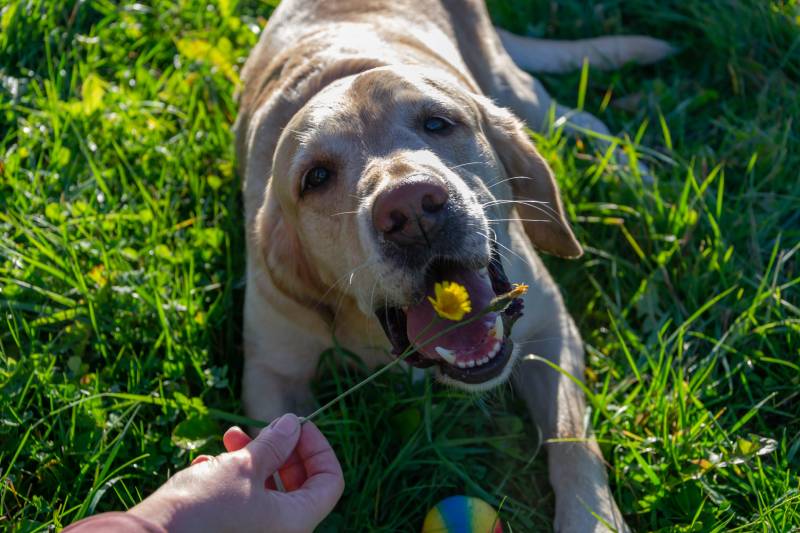 labrador dog about to eat dandelion