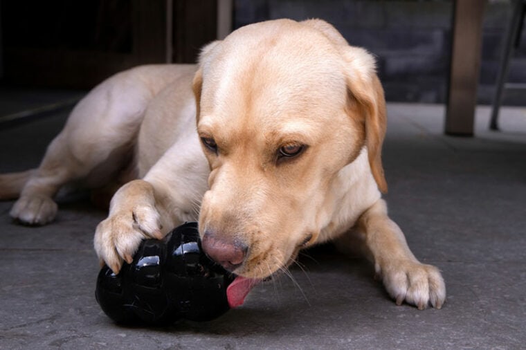 Why Do Dogs Howl at Sirens? 6 Reasons | Hepper Pet Resources