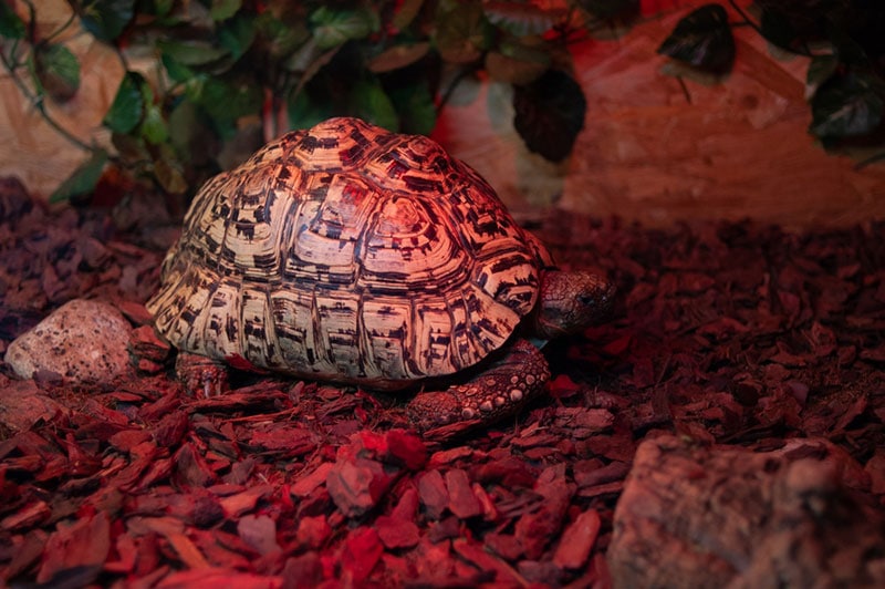 leopard tortoise in the enclosure