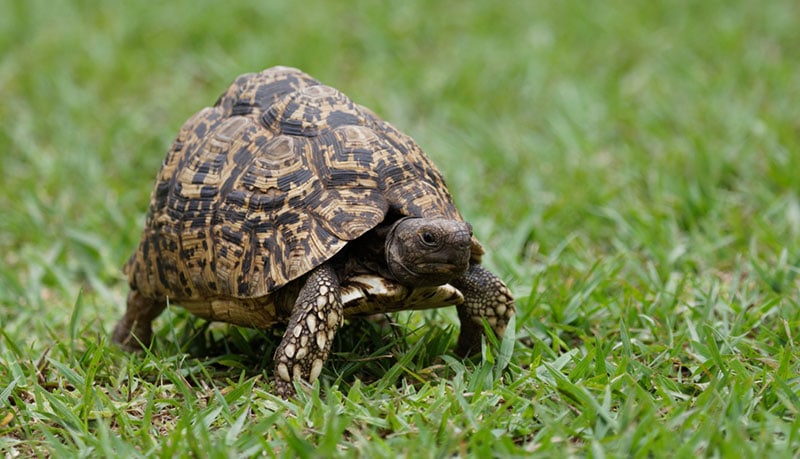 leopard tortoise walking on grass