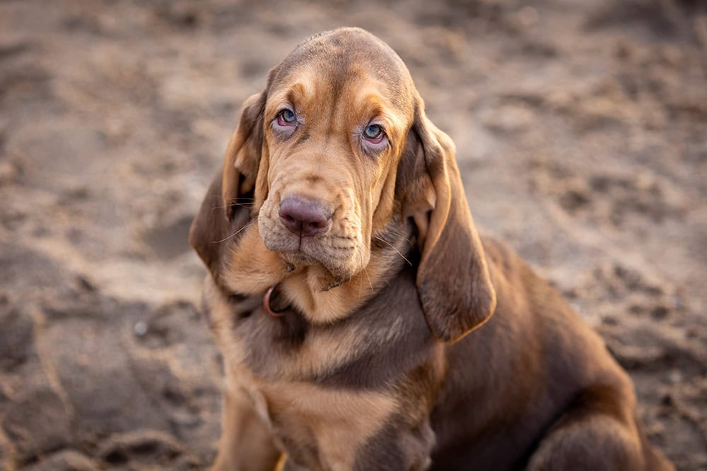 liver bloodhound puppy