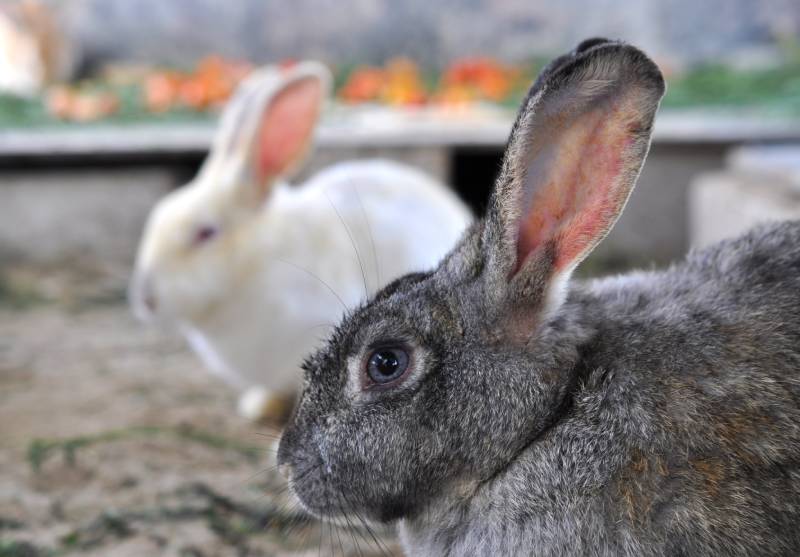 male and female rabbits after delivery of baby rabbits