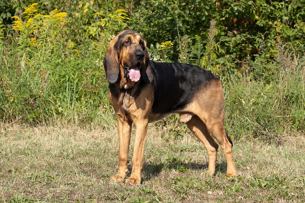 male bloodhound dog