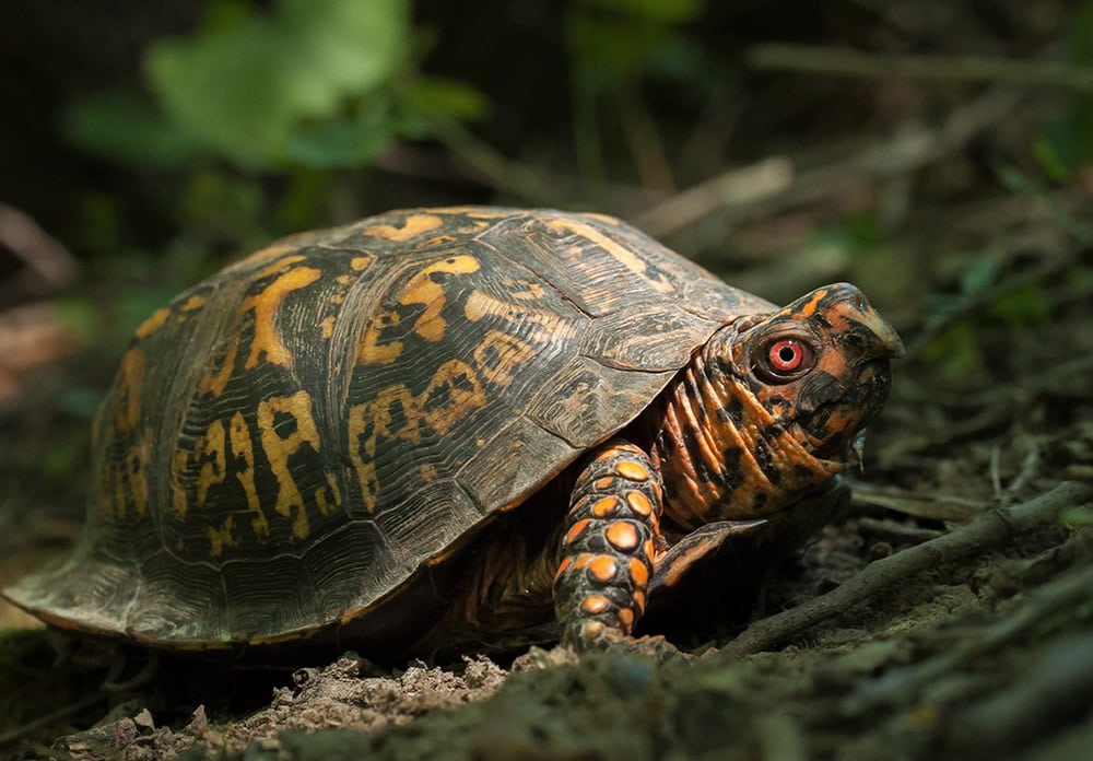 male eastern box turtle