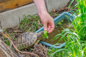 Greek Tortoise: Pictures, Facts, Diet & Care Guide | Hepper Pet Resources - How Often To Feed A Greek Tortoise