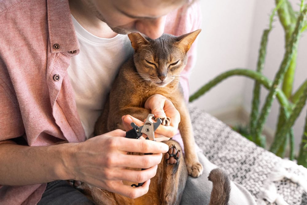 male owner trimming his cat's nails