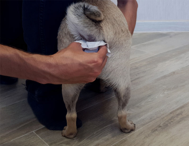 man cleaning the anal glands of the dog