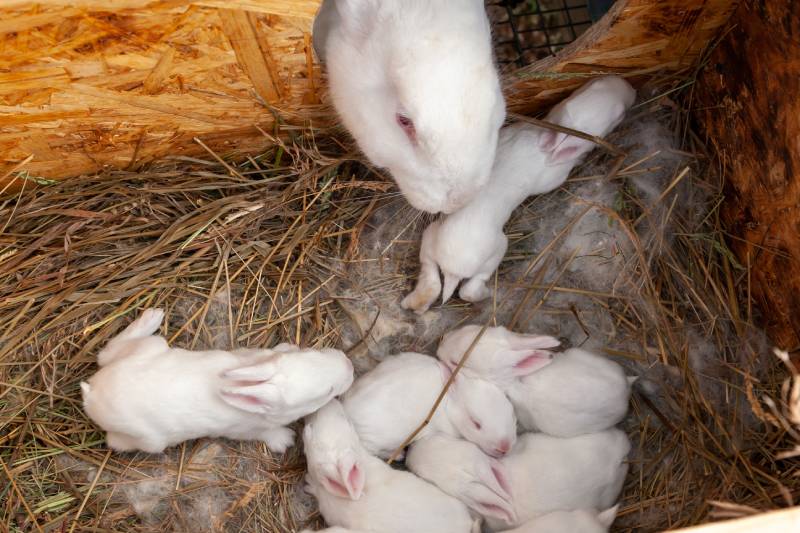 mother rabbit watches over her offspring