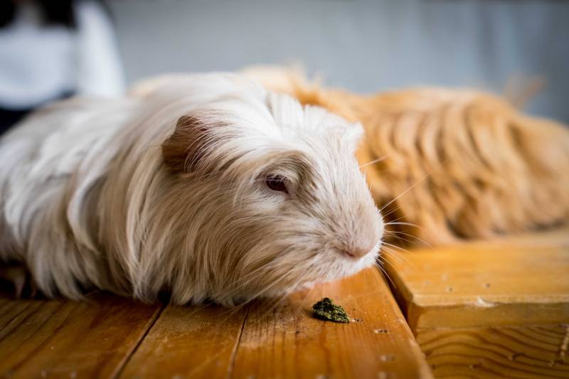 old guinea pig with grey long hair is reaching for the food