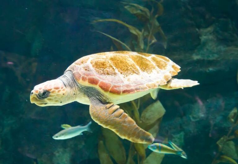 Turtle Article Can Turtles Live on Land? Vet-Approved Facts & FAQ (With Comparison ...