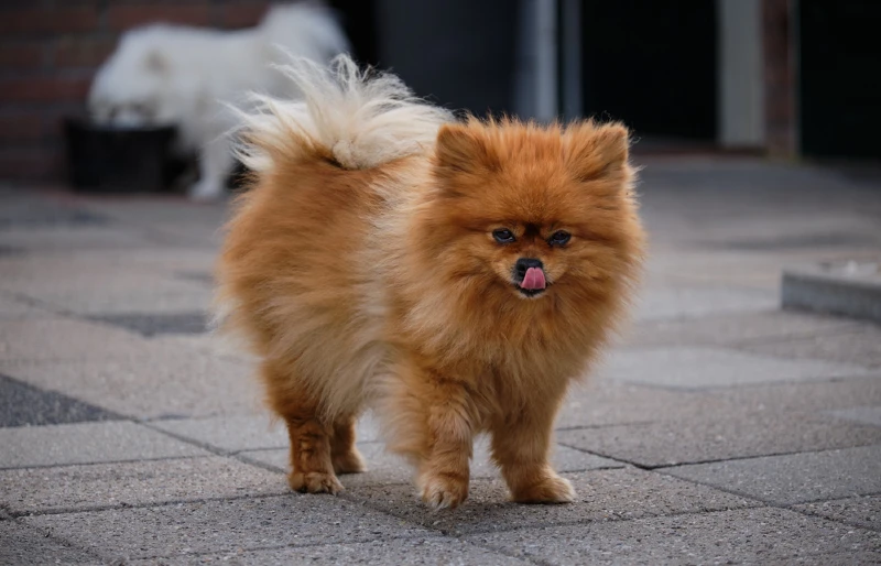 orange pomeranian with luxating patella standing outdoors