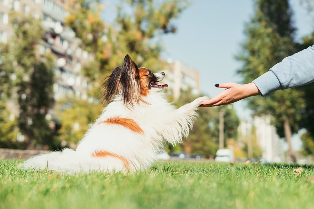 papillon at the park with owner