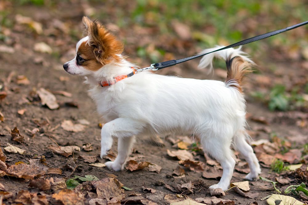 papillon dog on leash