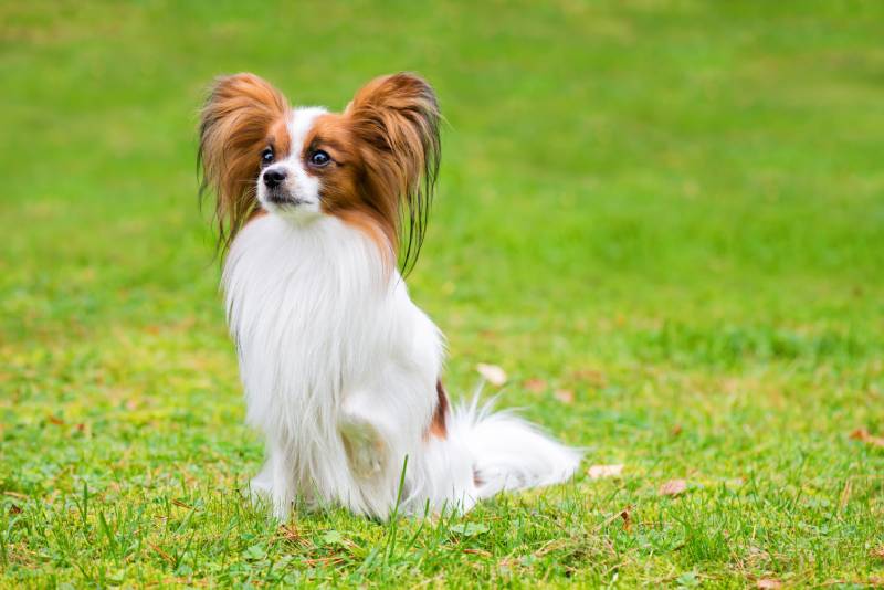 papillon purebreed dog sitting on the grass