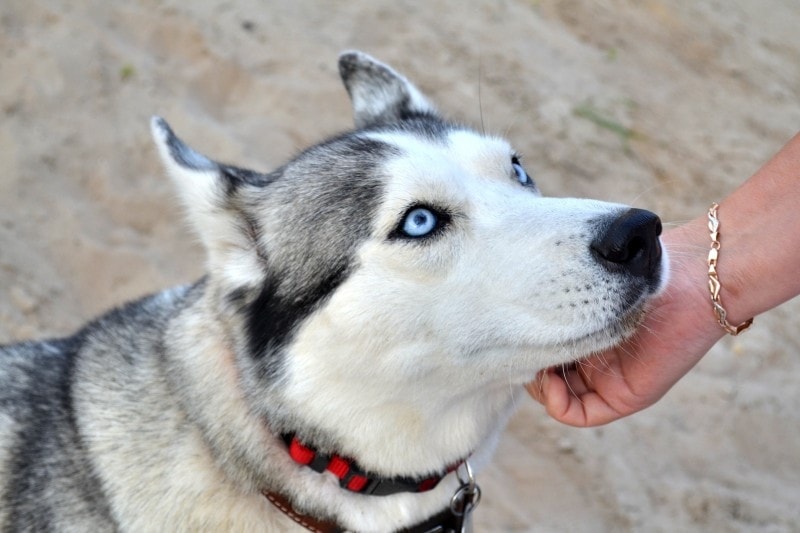 petting a husky dog under its chin