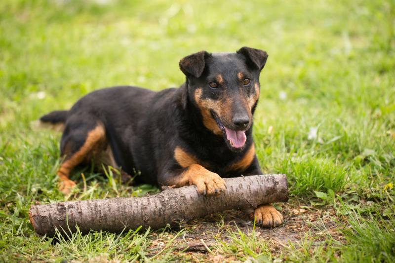 playful dog of the Jagdterrier breed on green grass