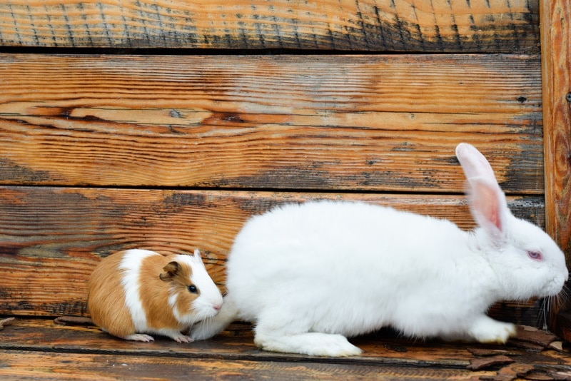 rabbit and guinea pig in wooden background