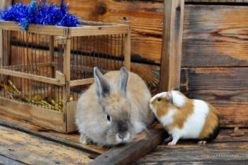 Picture of Can Rabbits & Guinea Pigs Live Together? Important Housing Facts ...