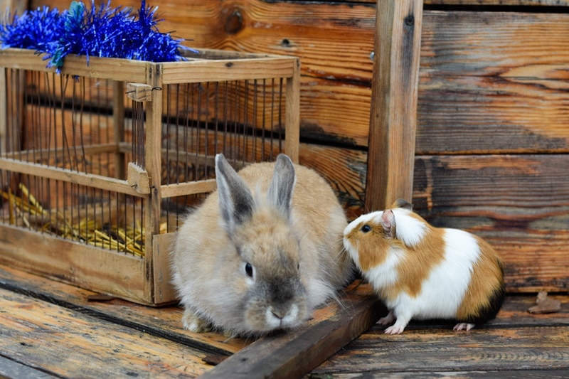 rabbit and guinea pig near cage
