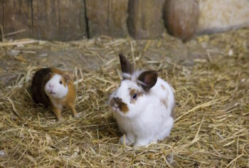 Can Rabbits & Guinea Pigs Live Together? Important Housing Facts ...