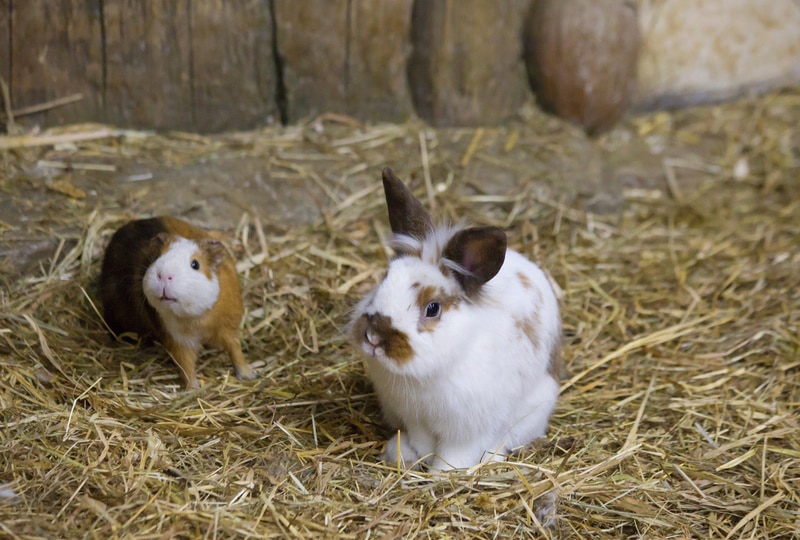 rabbit and guinea pig playing