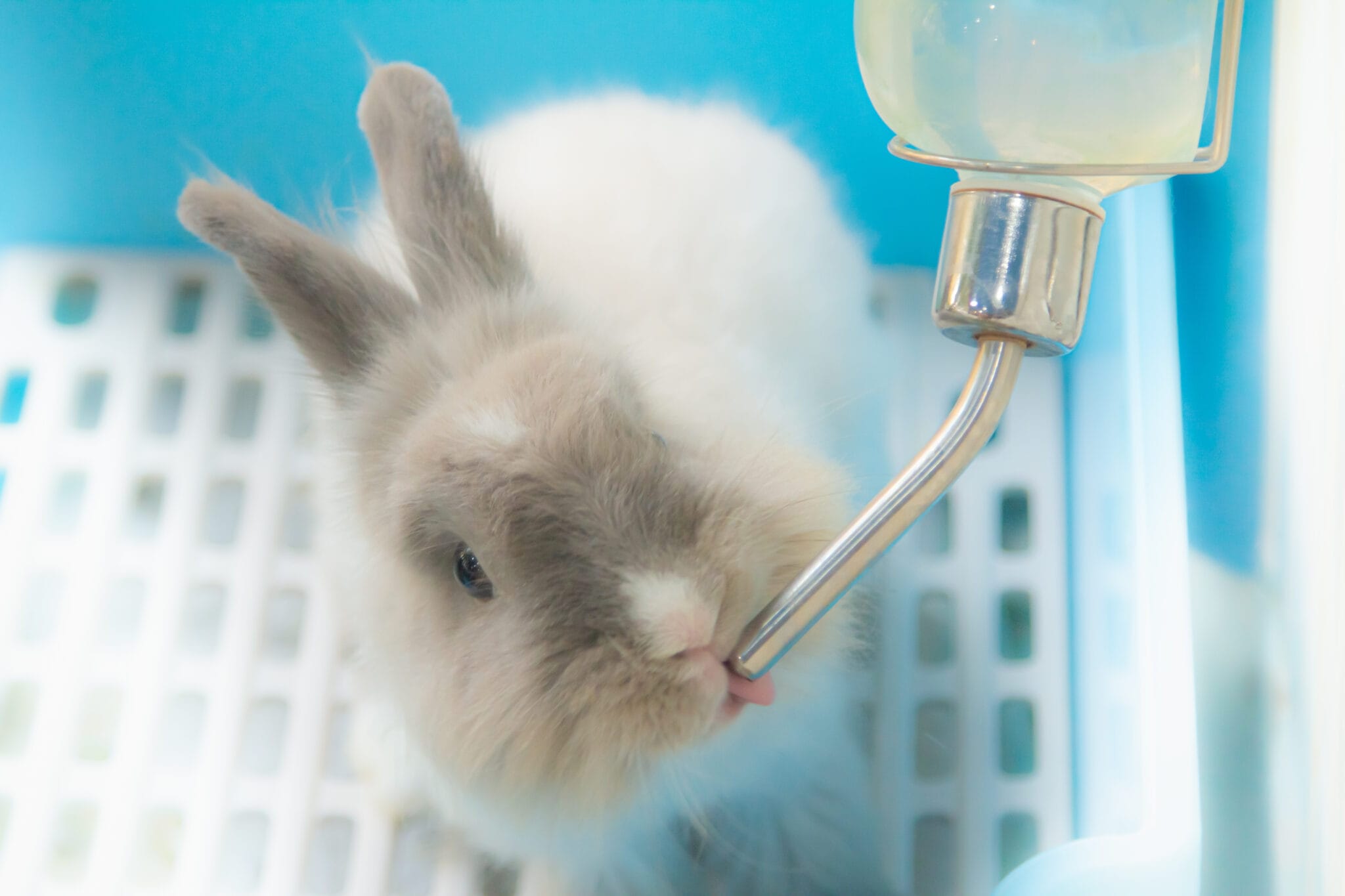 How to Get a Rabbit to Drink Water: 8 Simple Tips | Hepper Pet Resources